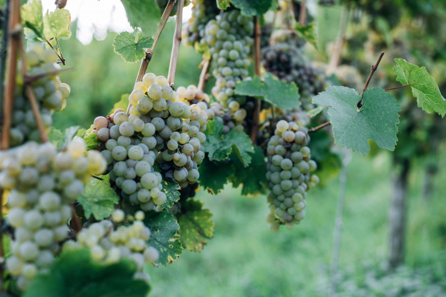 Conoce las variedades de uva blanca en España - BeDrinks